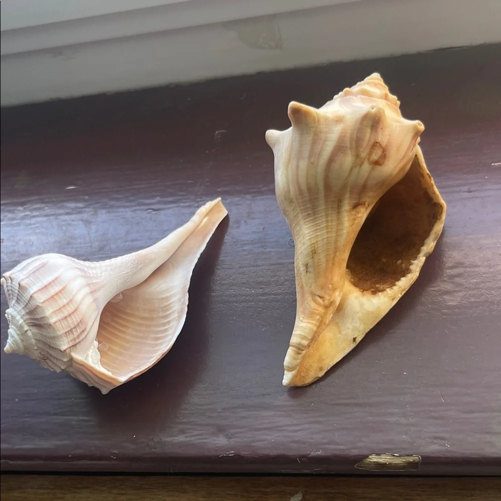 Natural Seashell Collection - Picture 7 of 8